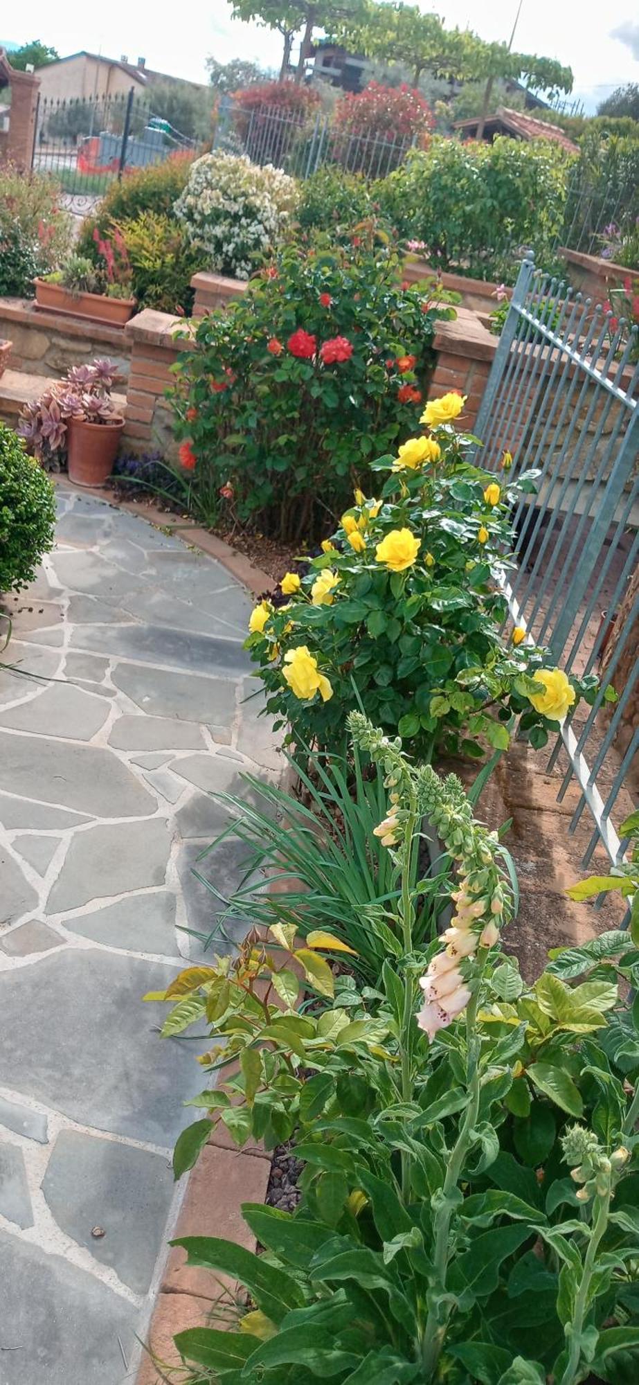 Hotel Olivo Bonsai Passignano sul Trasimeno Exterior foto